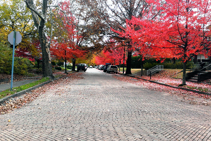 Gray brick road with red trees and leaves on the ground.