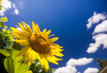 yellow sunflower with bright blue sky in background during the day